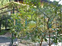 Riesige Pomelos