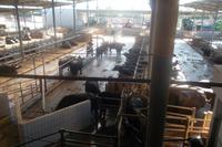 Stall der Büffelfarm 