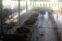 Stall der Büffelfarm 