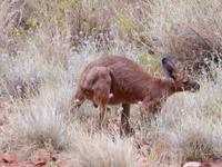 Outback - Wanderung bei den Kata Tjutas (Olgas) und Begegnung mit einem Känguruh