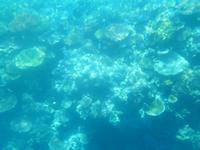 Great Barrier Reef (Fahrt mit dem Mini U-Boot - Semi Sub)