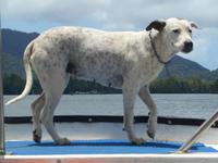 Bootsfahrt auf dem Daintree-River (Bord-Hund)
