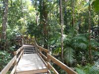Daintree Nationalpark (Spaziergang durch den Regenwald)