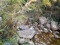 Daintree Nationalpark (Mossman Gorge)