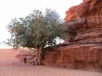 Wadi Rum