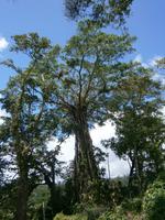 175 Samoa Impressionen