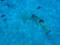 0428 Zitronenhai  mit Titi