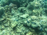 0456 Korallen-Garten Bora-Bora