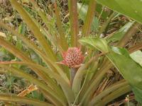 0500 Ananas