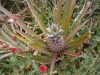 0501 Ananas