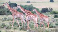 Safari im Kariega Wildreservat