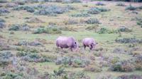 Safari im Kariega Wildreservat