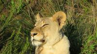 Safari im Kariega Wildreservat