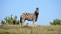 Safari im Kariega Wildreservat