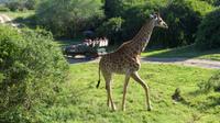 Safari im Kariega Wildreservat