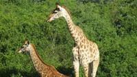 Safari im Kariega Wildreservat