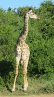 Safari im Kariega Wildreservat