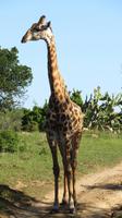 Safari im Kariega Wildreservat