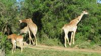 Safari im Kariega Wildreservat
