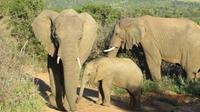 Safari im Kariega Wildreservat