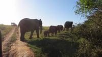 Safari im Kariega Wildreservat