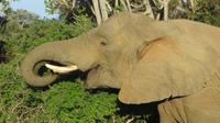 Safari im Kariega Wildreservat