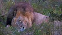 Safari im Kariega Wildreservat