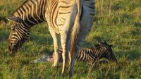 Safari im Kariega Wildreservat, Zebra-Geburt