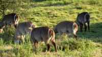 Safari im Kariega Wildreservat, Wasserbock