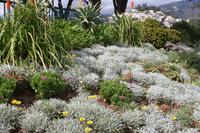 Funchal_7