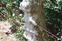 Garten der Familie Blandy_70