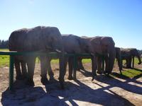 Elefanten-Park Knysna