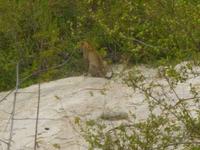 Krüger Park Leopard