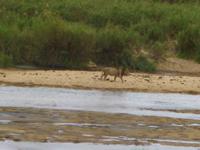 Löwen im Krüger Park