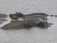 Hippos im Krüger
