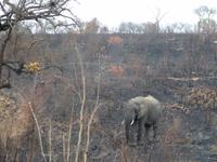 Elefant im Krüger NP
