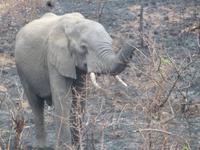 Elefanten Krüger Park