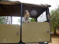 auf Diebestour guckt wer ??