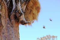 Köcherbaum und Webervogelnest