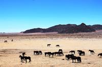 Namib-Wildpferde bei Aus