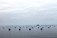 Walvis Bay - Austernzucht