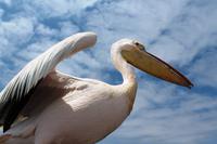 Pelikan an Bord