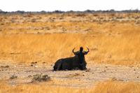 Etosha NP - Gnu