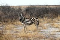 Safari im Etosha 