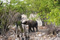 Safari im Etosha 