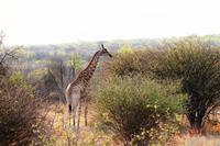 Etosha NP - Giraffe
