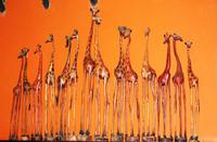 Toshari Lodge - Giraffen