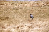 Etosha NP - Sekretär