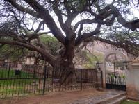 Uralter Baum in Purmamarca