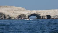 Ballestas Inseln